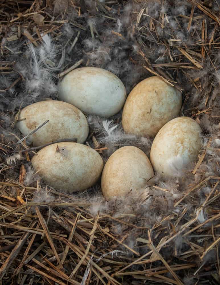 Wild goose eggs in a nest