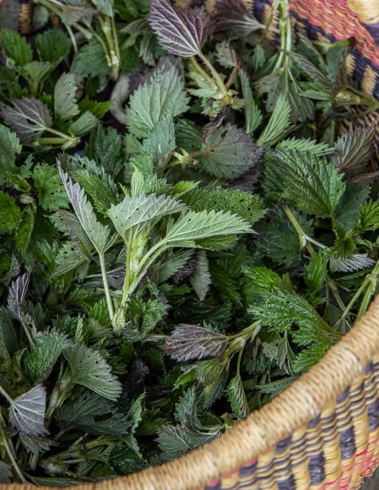 A basket of common nettles (Common nettles Urtica dioica)