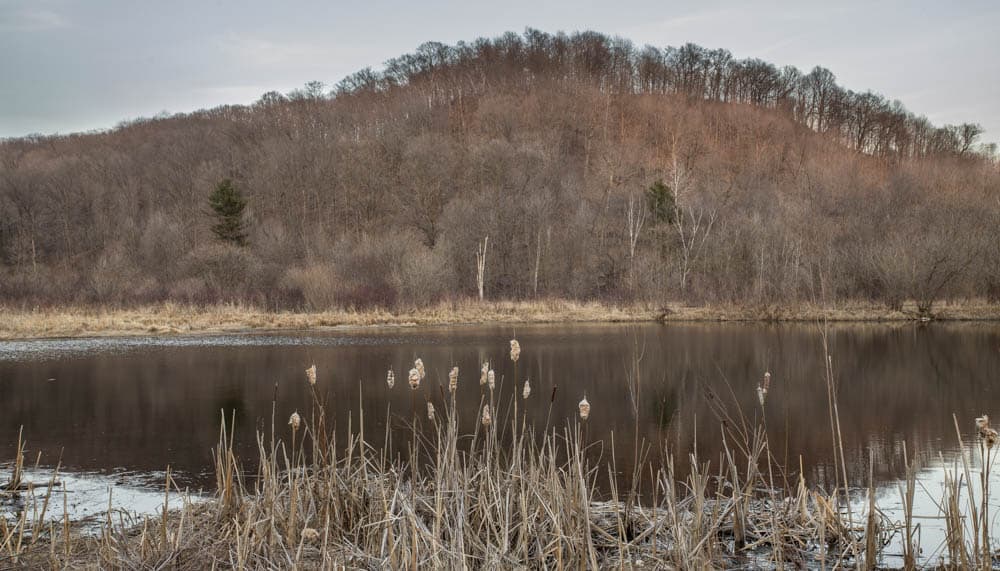 Wild goose egg habitat