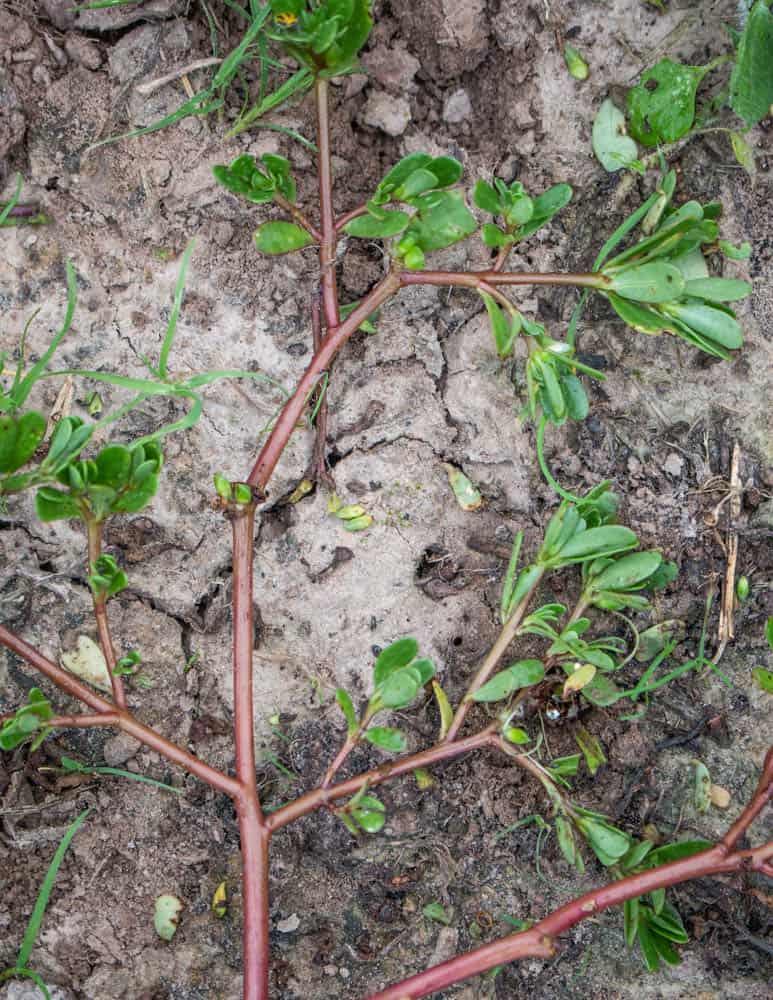 Edible purslane or Portulaca oleracea