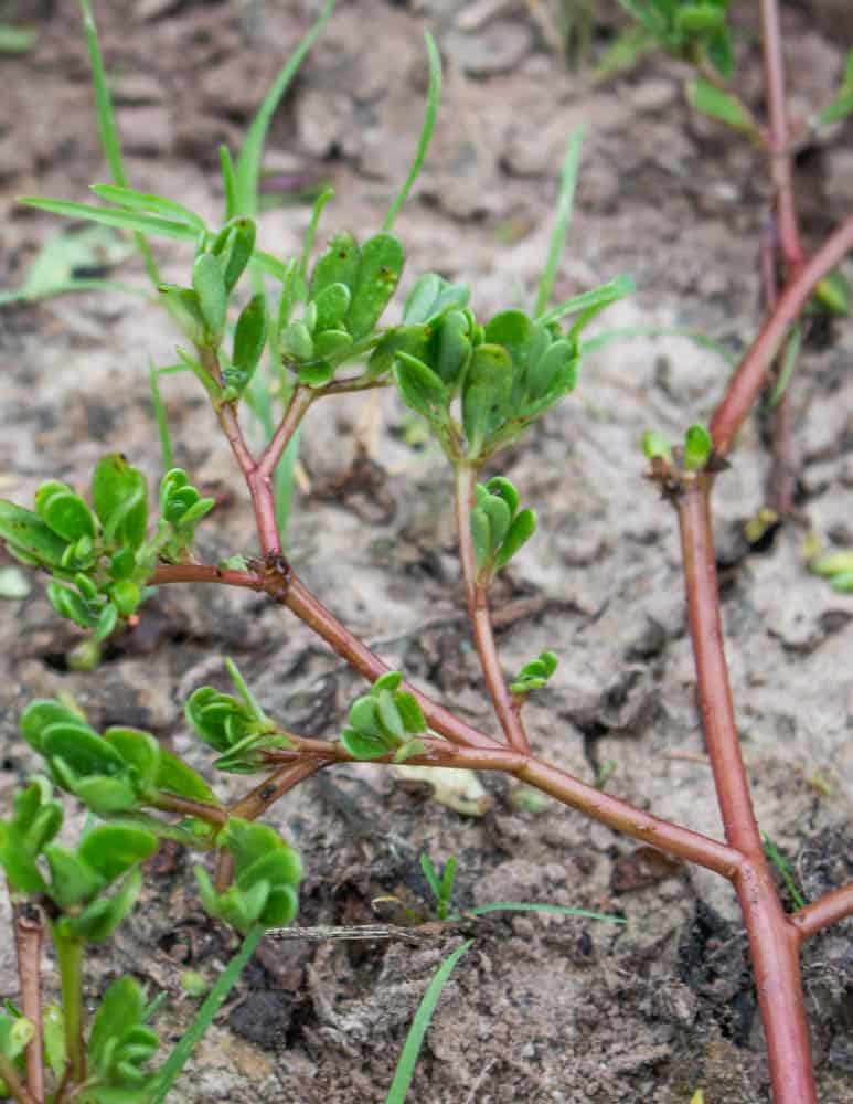 Verdolagas or purslane, and edible garden weed