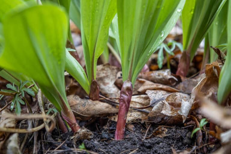 Wild Leeks (Ramps) Harvesting, Sustainability, Cooking and Recipes