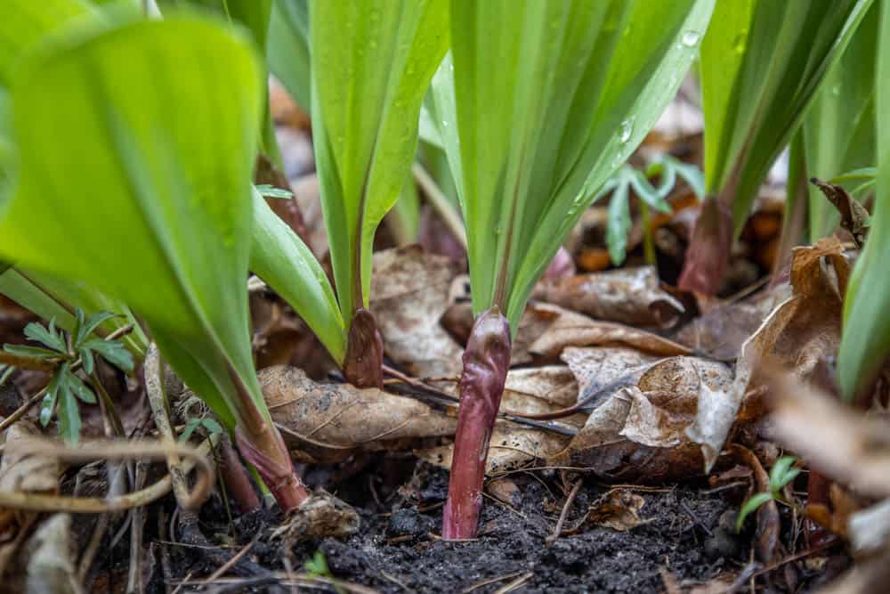 Allium triccocum or ramps / wild leeks 