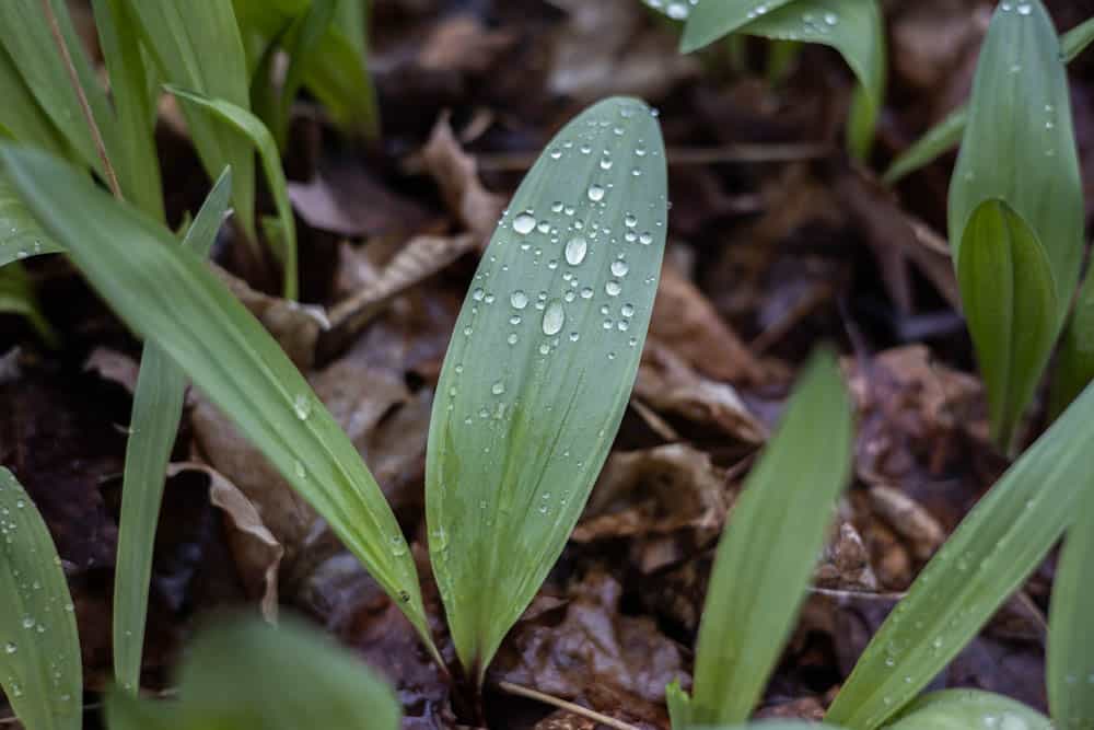 Ramp leaves (Allium triccocum)