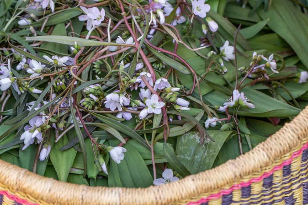 A basket of spring beauty and ramp leaves