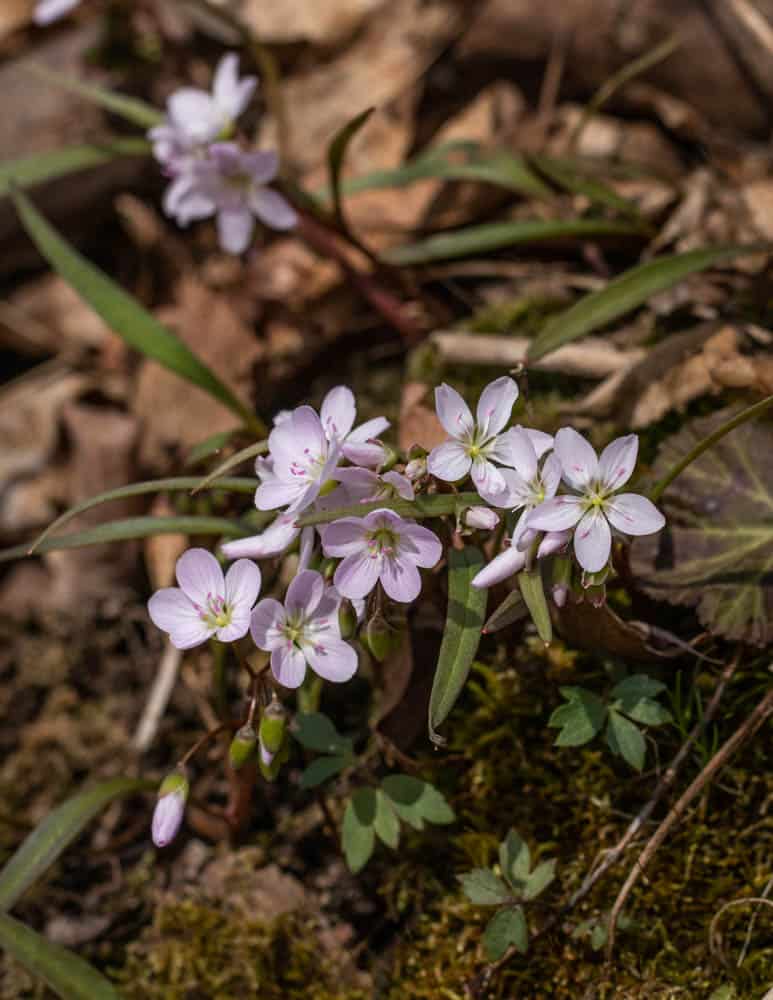 Edible spring beauty or Claytonia virginica 