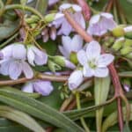 Edible spring beauty or Claytonia virginica