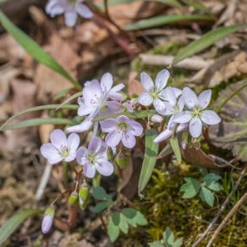 Spring beauty or Claytonia virginiana in the woods