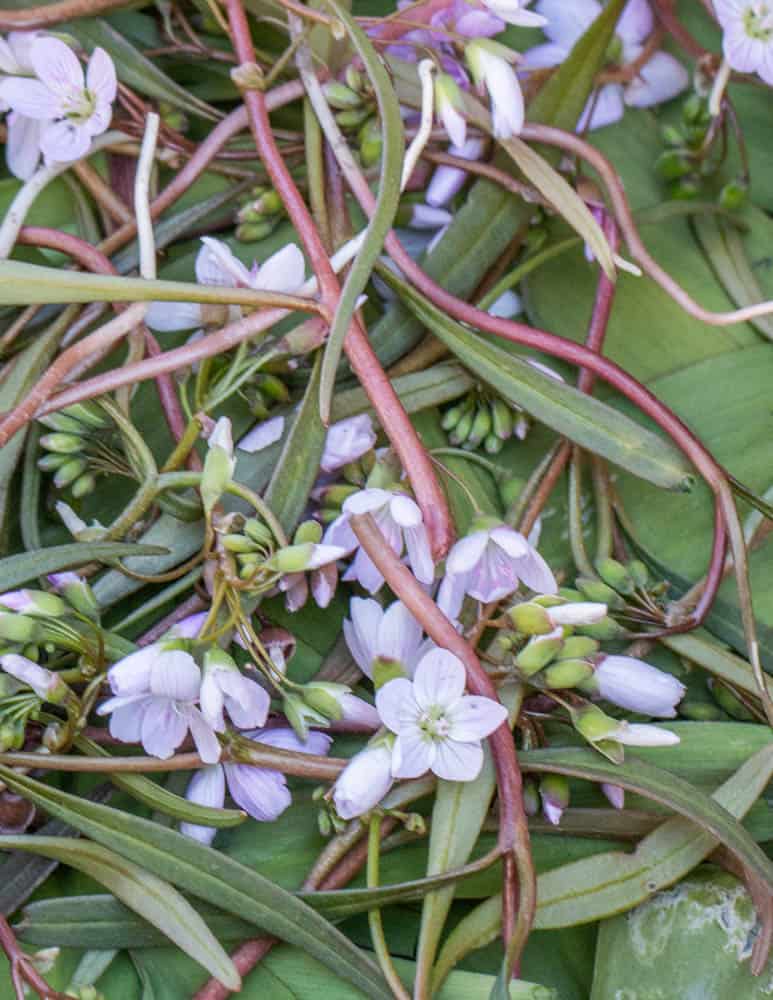 Edible spring beauty or Claytonia virginica