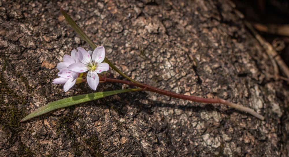 Edible spring beauty or Claytonia virginica