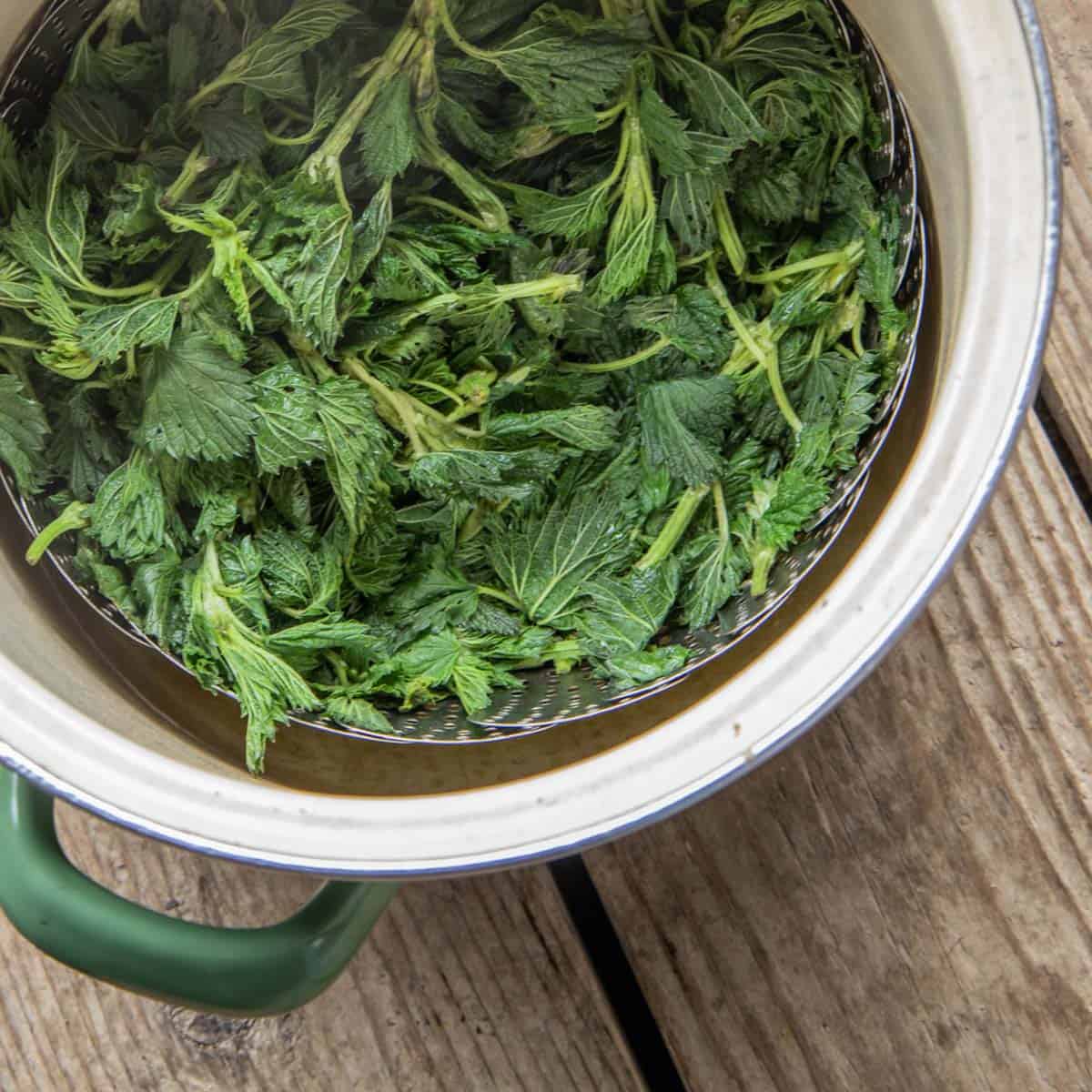 A pot of steamed stinging nettles