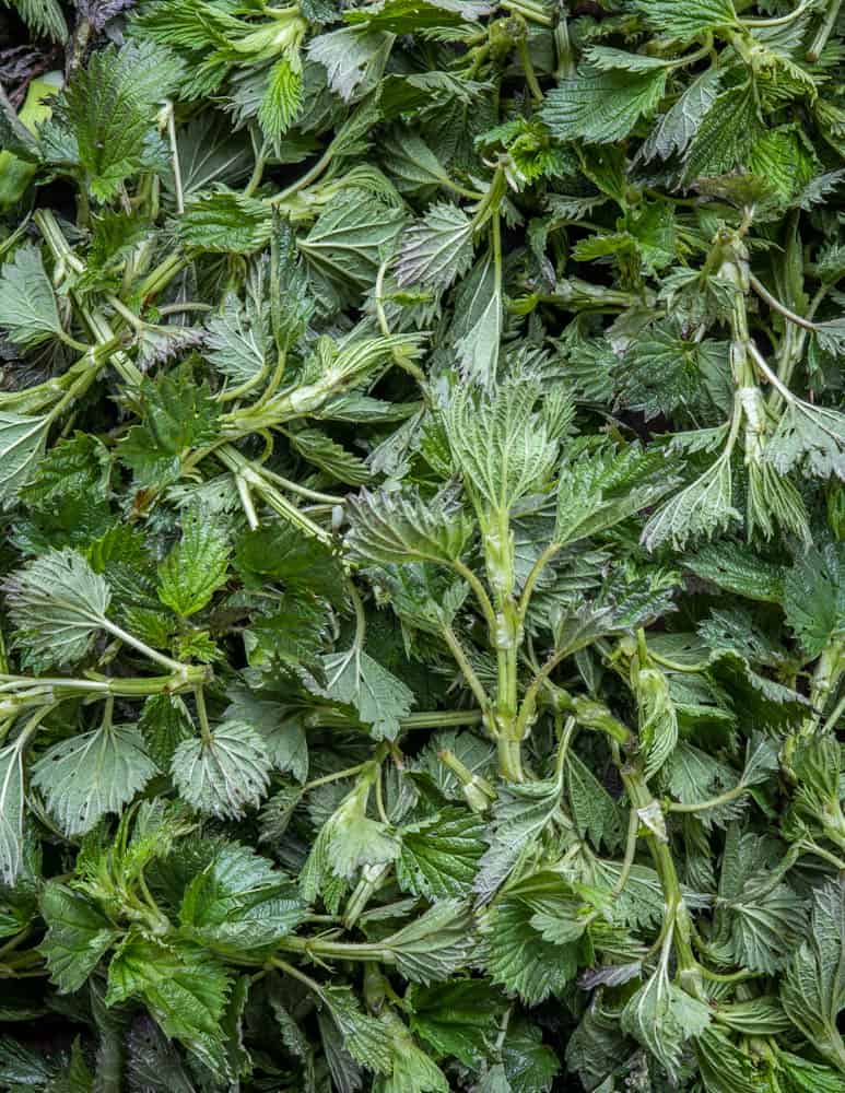 Common nettles Urtica dioica 