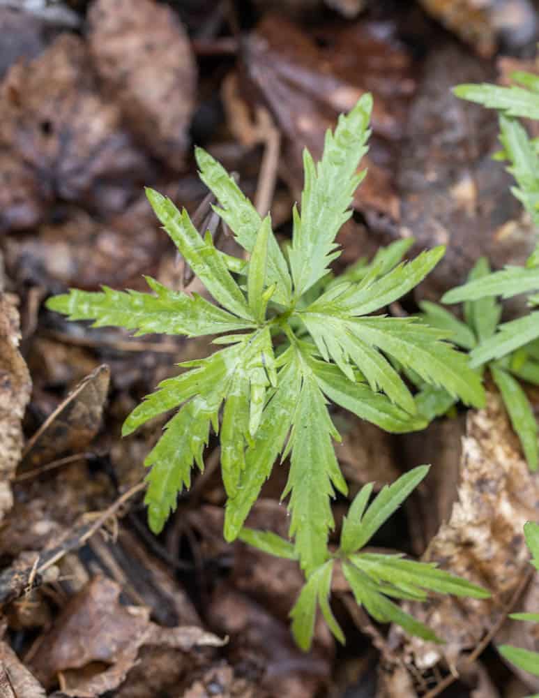 Cut leaf toothwort Cardamine concantenata