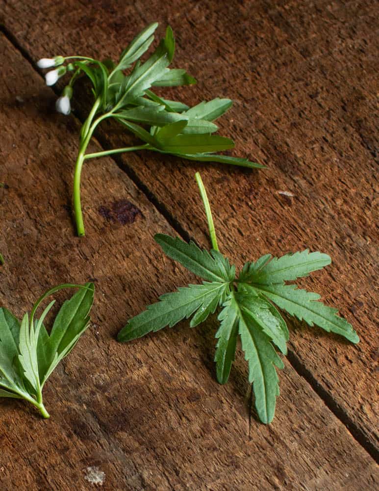 Edible toothwort, Cardamine concantenata