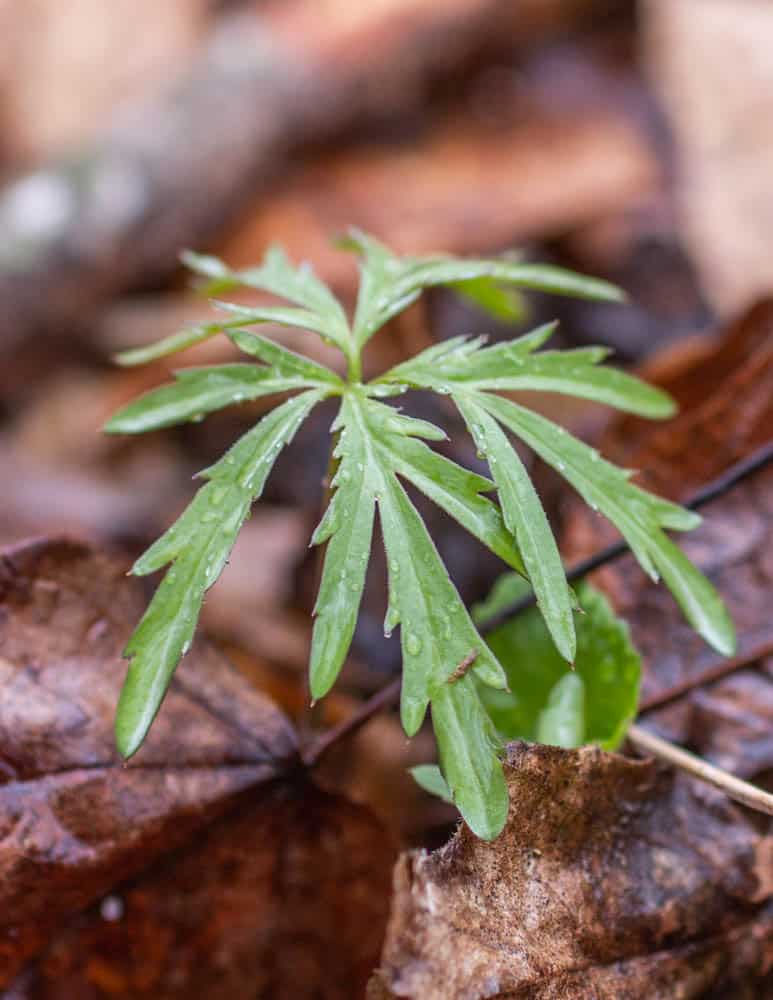 Edible toothwort, Cardamine concantenata