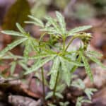Cut leaf toothwort Cardamine concantenata
