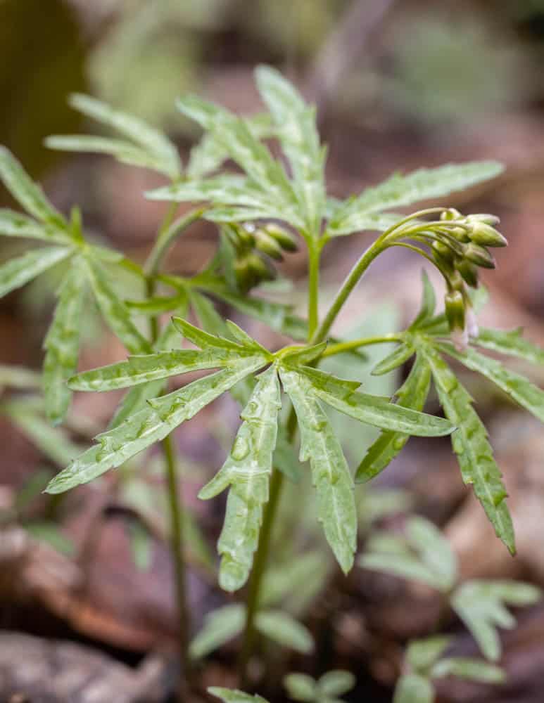 Edible toothwort, Cardamine concantenata