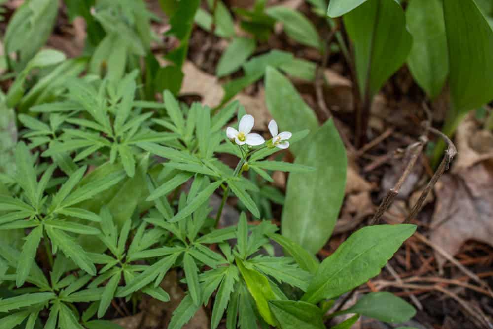 Edible toothwort, Cardamine concantenata