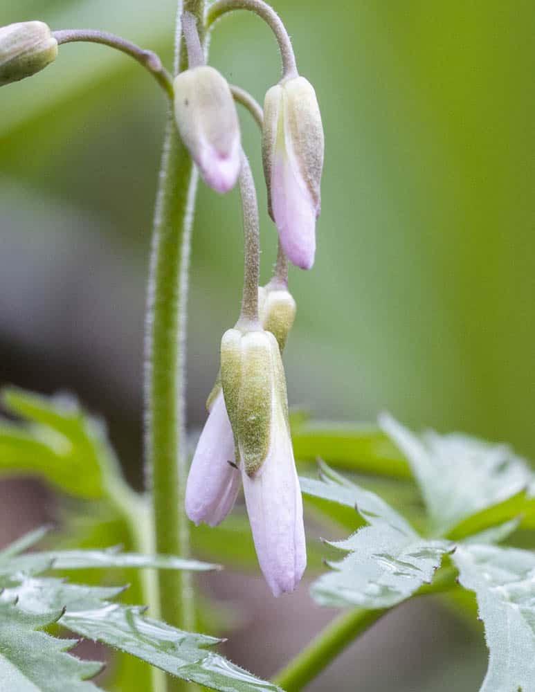 Cutleaf toothwort flower buds