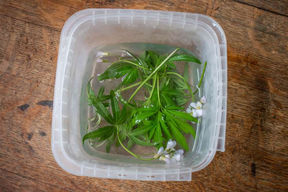 Toothwort in water