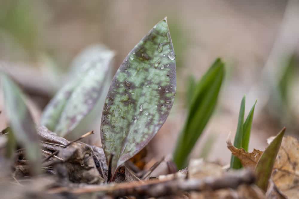 Trout Lily, Erythronium albidum