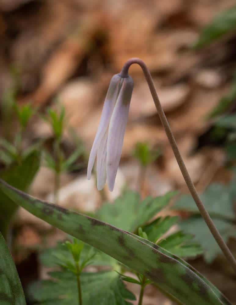 Trout Lily, Erythronium albidum