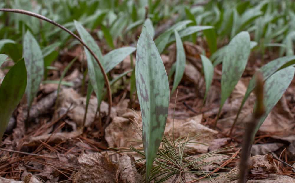 Trout Lily