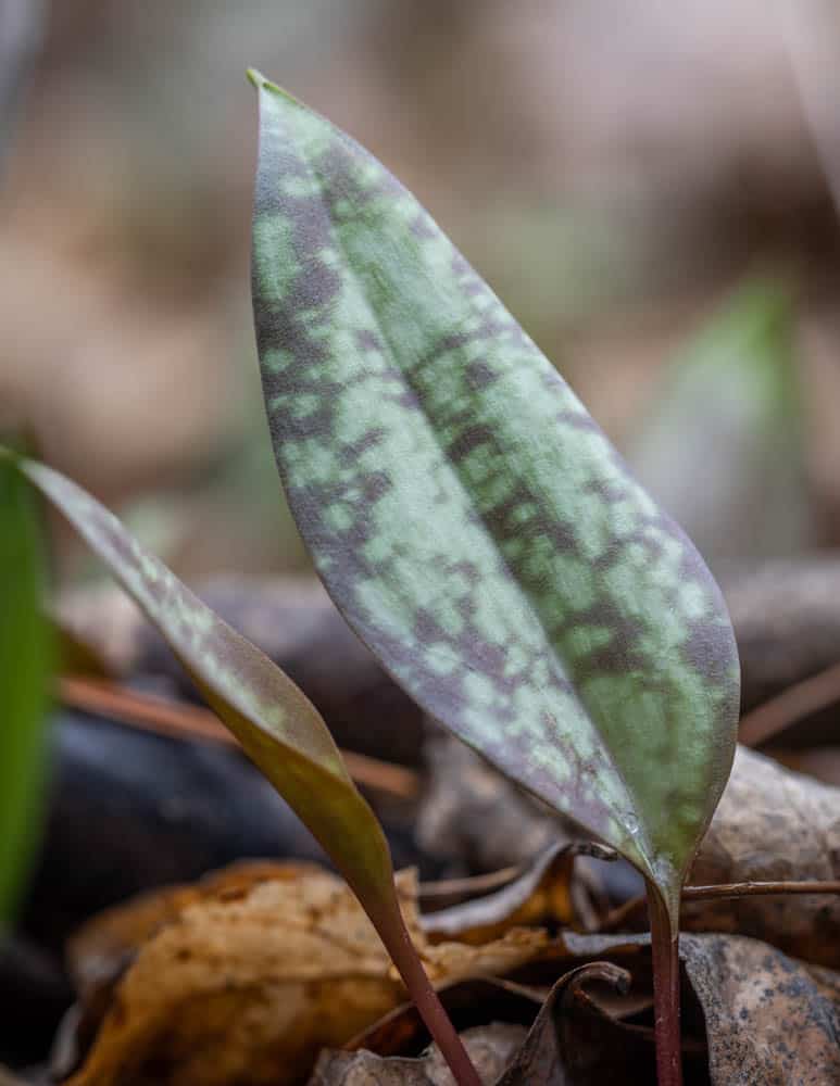 Trout lily, Erythronium americanum 