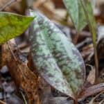 Trout lily, Erythronium americanum