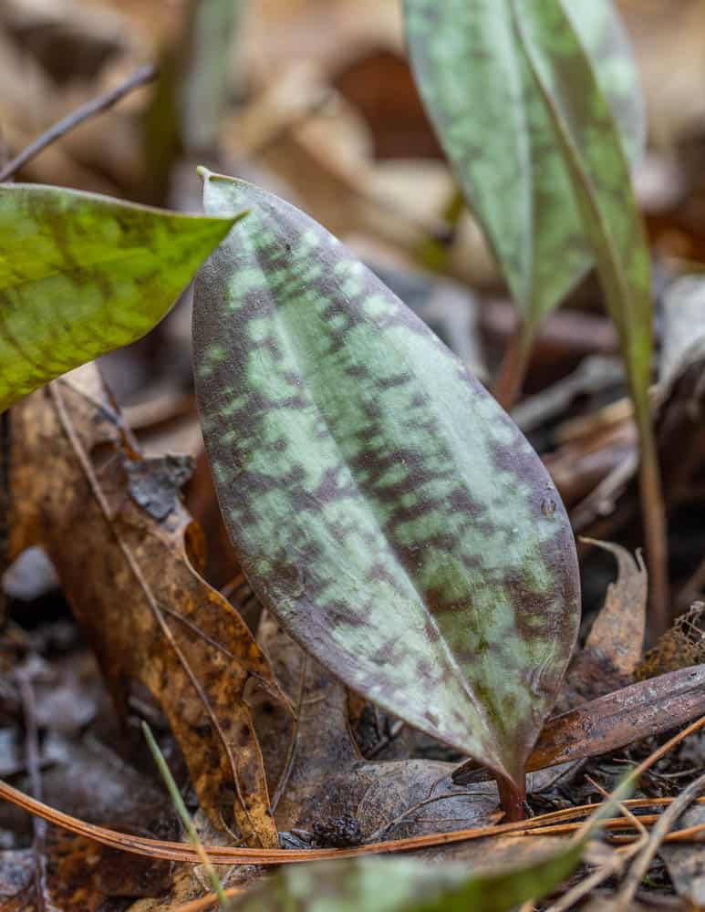 Trout lily, Erythronium americanum