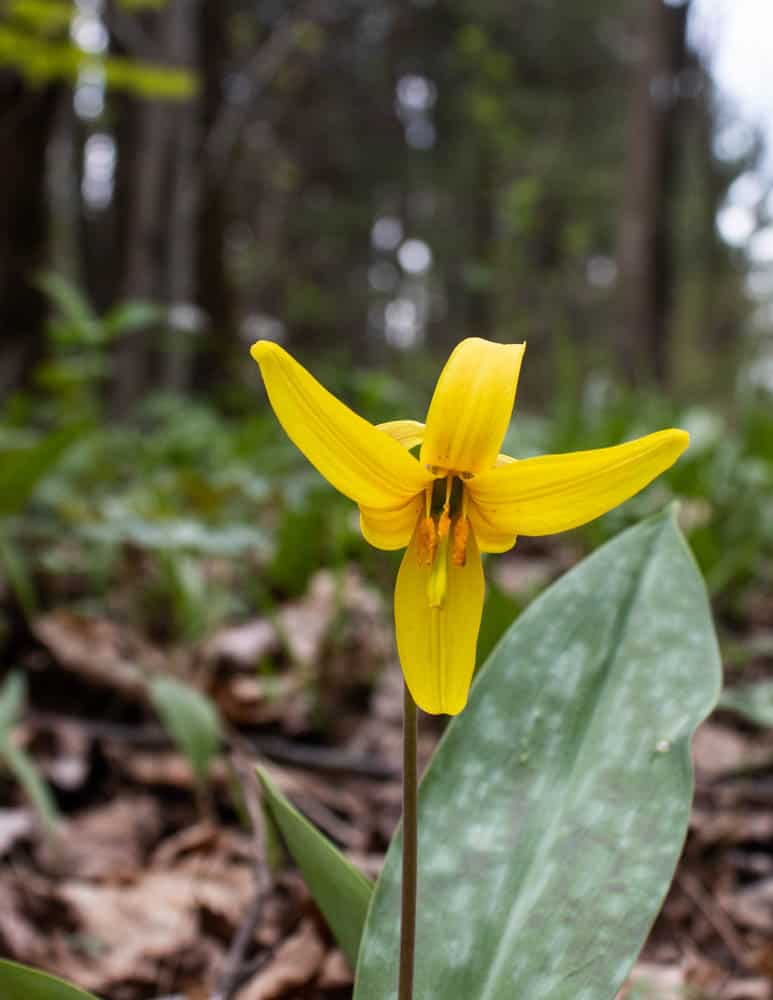 Trout lily, Erythronium americanum