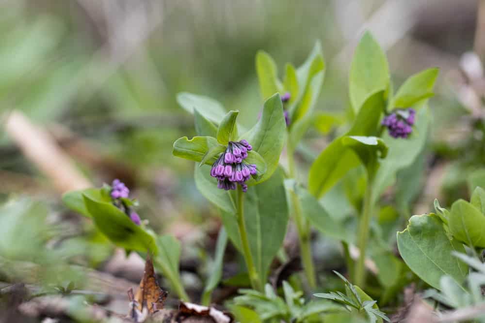 Edible Virginia bluebells or Mertensia virginica