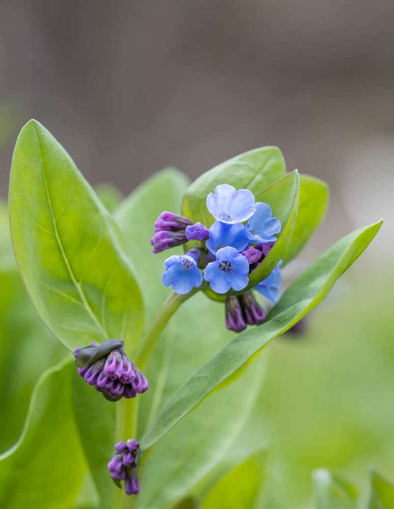 Foraging and Cooking Virginia Bluebells (Mertensia virginica)