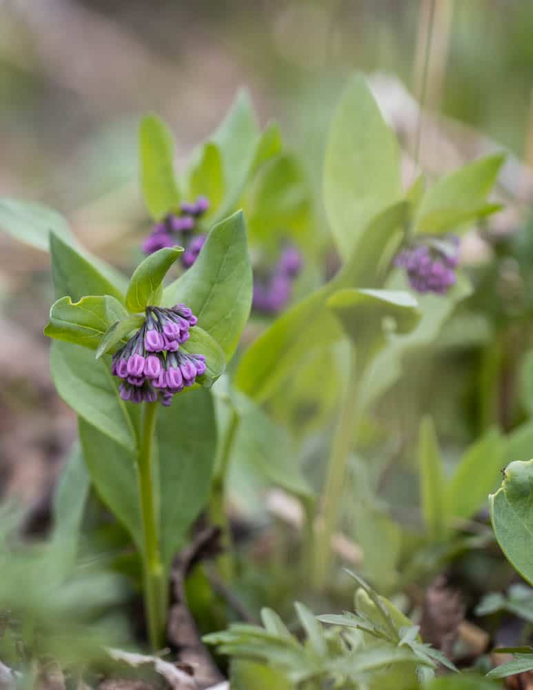 How To Grow Virginia Bluebells: Planting Virginia Bluebells In