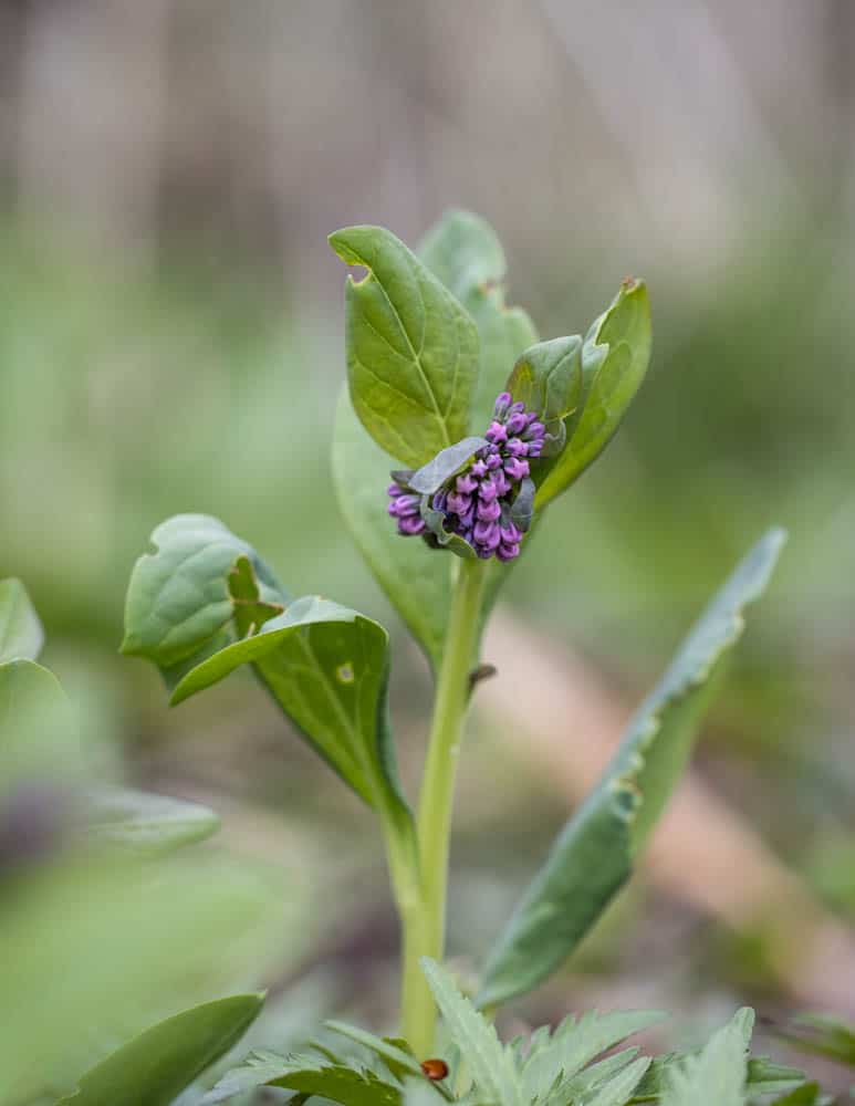 Edible Virginia bluebells or Mertensia virginica