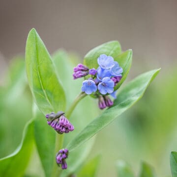 Edible Virginia bluebells or Mertensia virginica