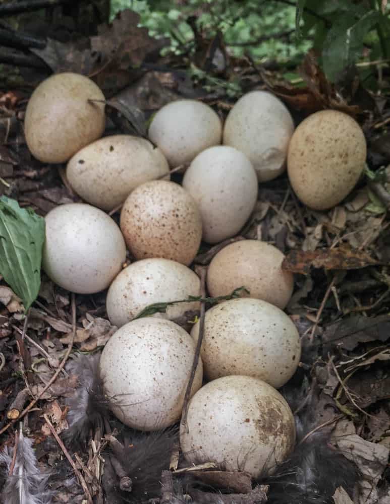 Wild turkey eggs
