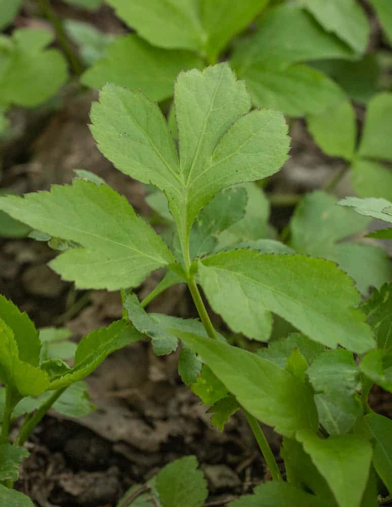 Honewort, Cryptotaenia canadensis, mitsuba, wild chervil 