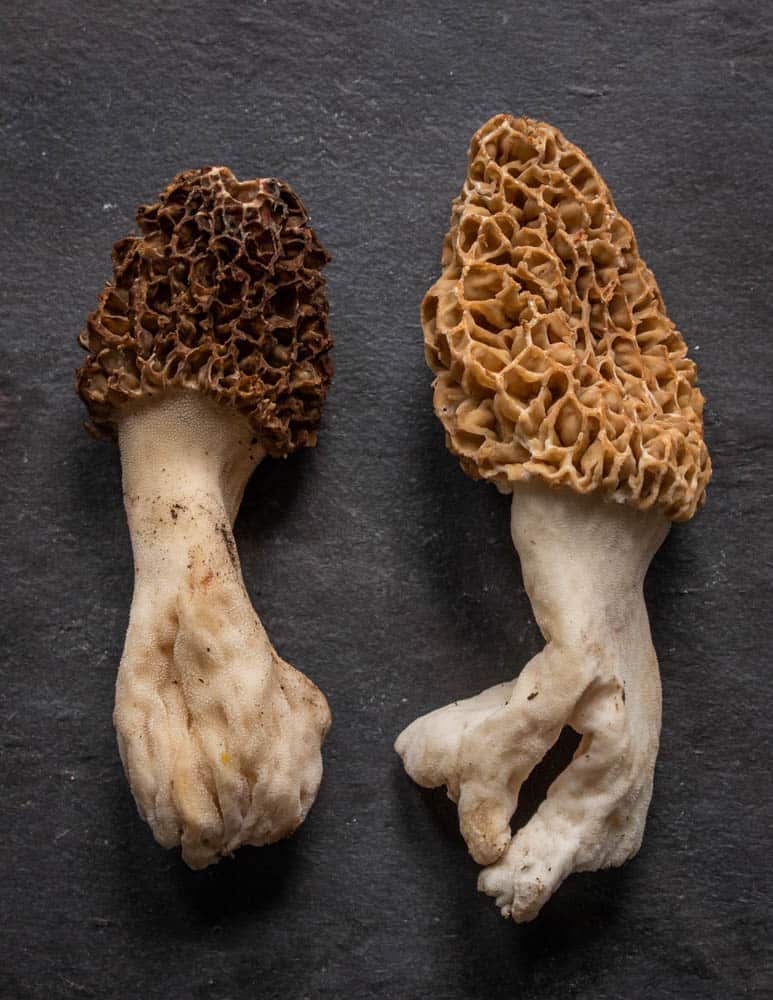 Very large Morels from Minnesota