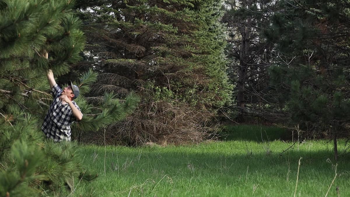 Harvesting a pine cone 