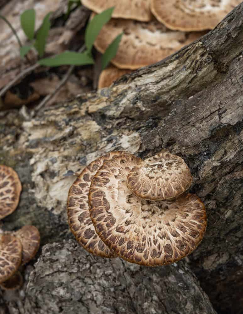 Pheasant back or dryad saddle mushroom Cerioporus squamosus