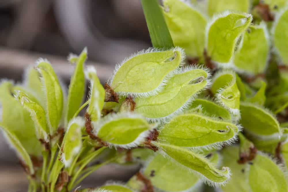 Edible American elm samaras 