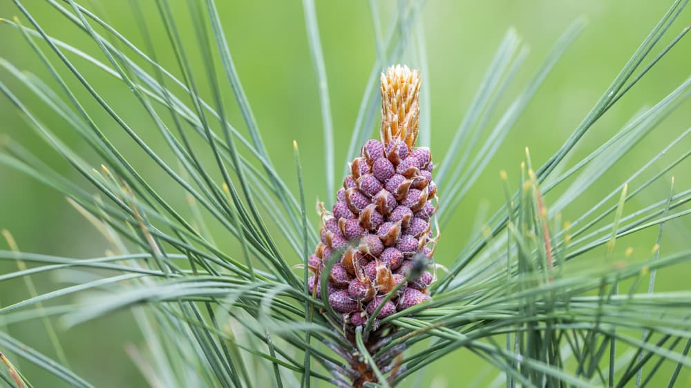 Male red pine cones flowers