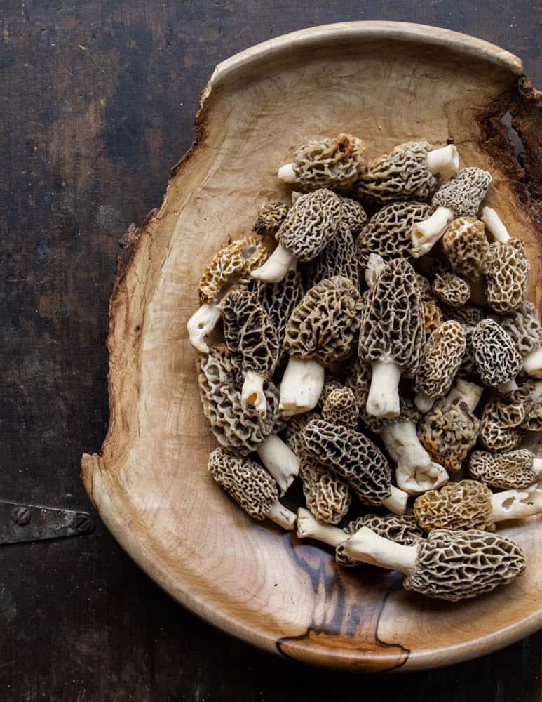 Morel mushrooms from Minnesota