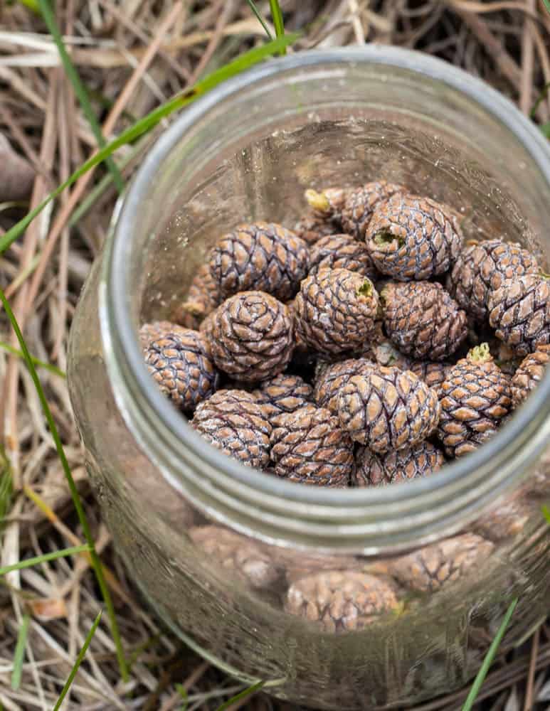 Small young red pine cones in a mason jar