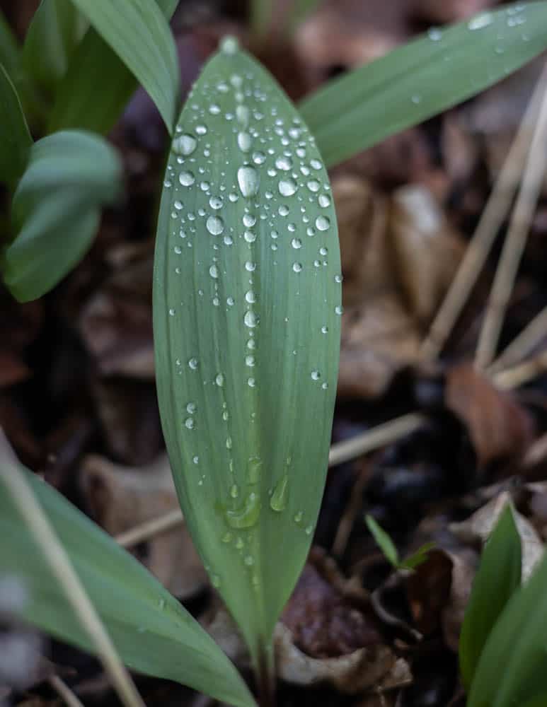 ramp leaves 