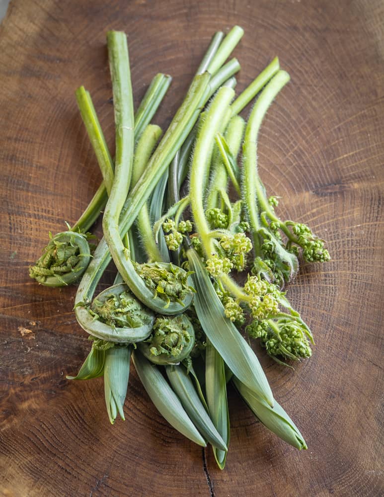 Solomon seal, fiddlehead, and swamp saxifrage shoots 