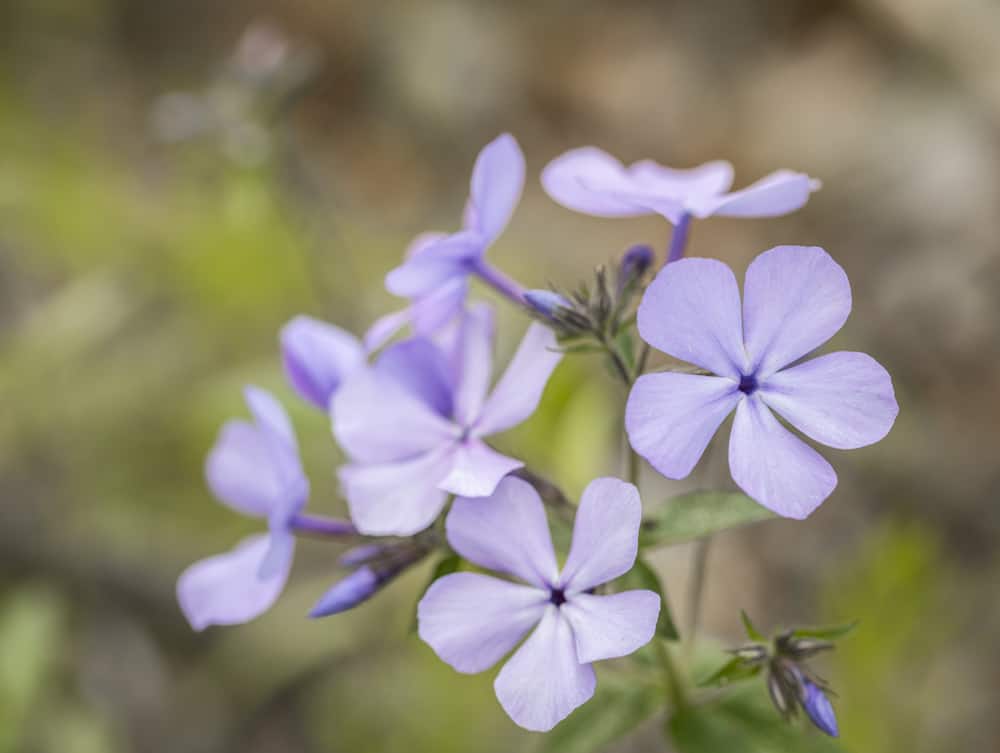 Wild edible phlox flowers 