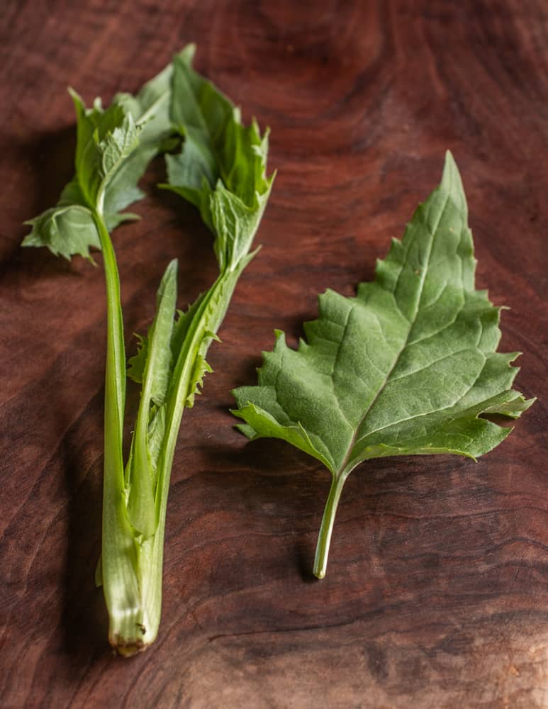 Mature leaf and tender meristem of Silphium perfoliatum or cup plant