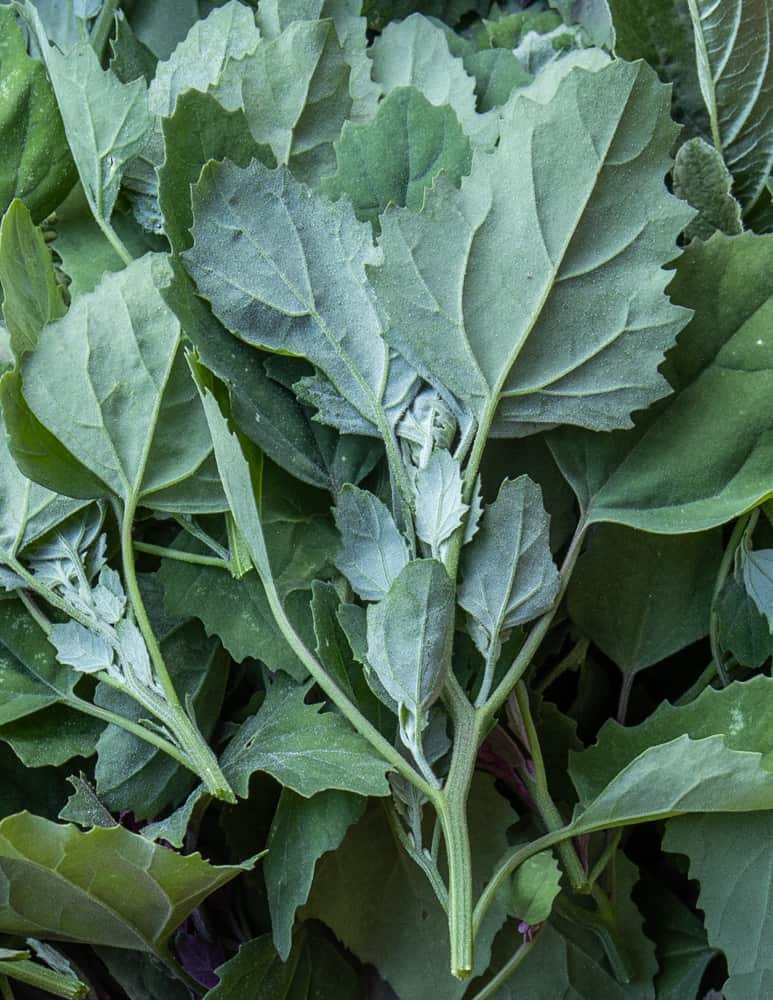 Lamb's Quarters or Chenopodium album